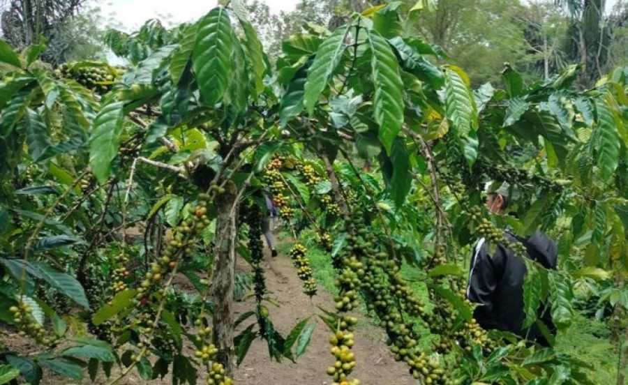 Ilustrasi Perkebunan kopi. (Foto: Antara)