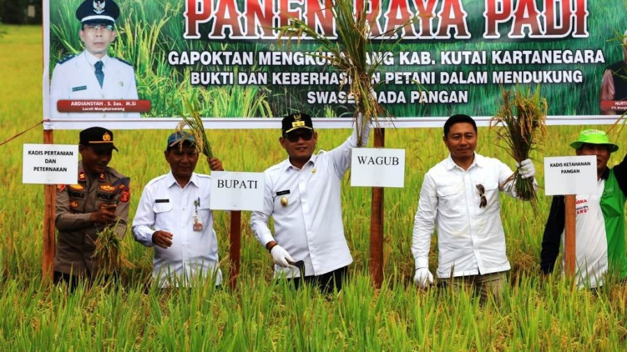 Panen Padi Inpari 32 hasil tanam Gapoktan Sidodadi, Mangkurawang. (PROKOM)