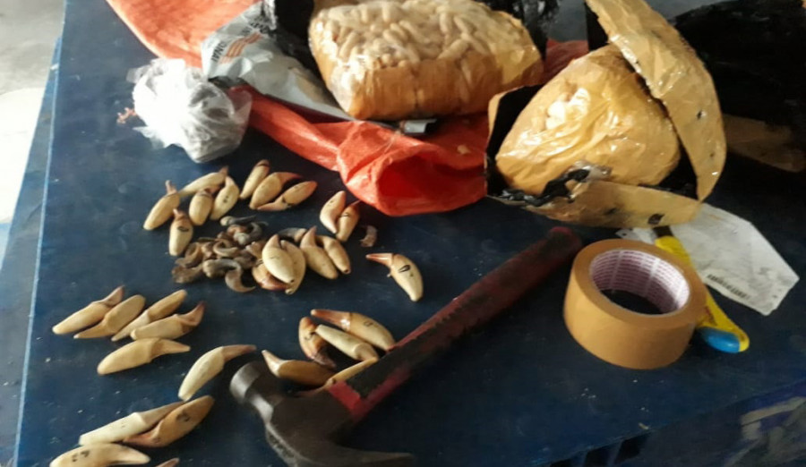 Barang bukti Ratusan Kuku dan Puluhan Taring Beruang yang di amankan ( foto : istimewa )