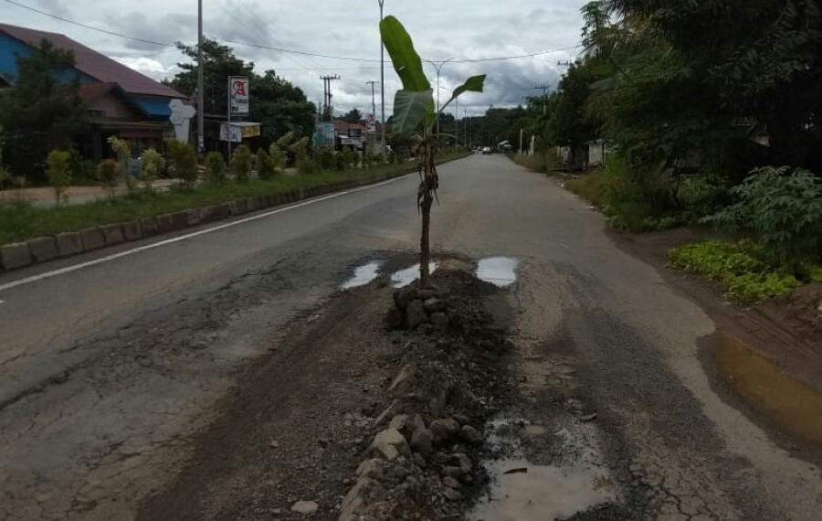 Pohon pisang yang di tanam warga di tengah jalan