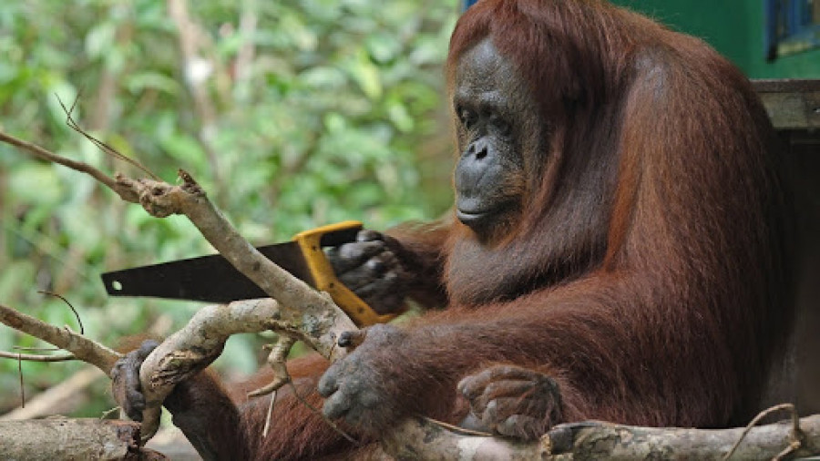 Orangutan / foto: youtube