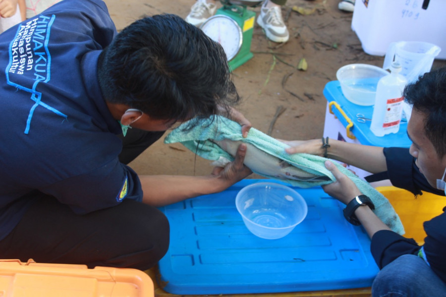 Himakua Fpik Unmul melakukan pelatihan langsung cara pemijahan ikan lele secara buatan. (Foto: Dok. Himakua)