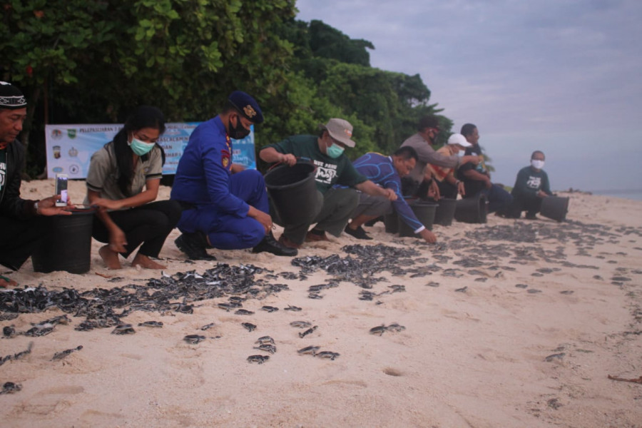 Pelepasan tukik. (Foto : lstimewa)