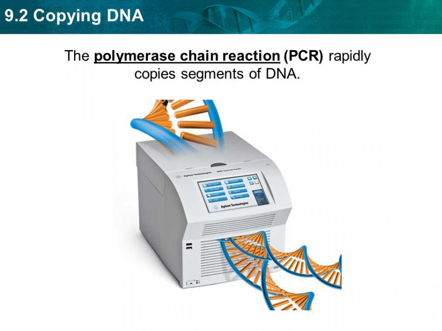 Ilustrasi PCR ( Fotoslideplayer.com)