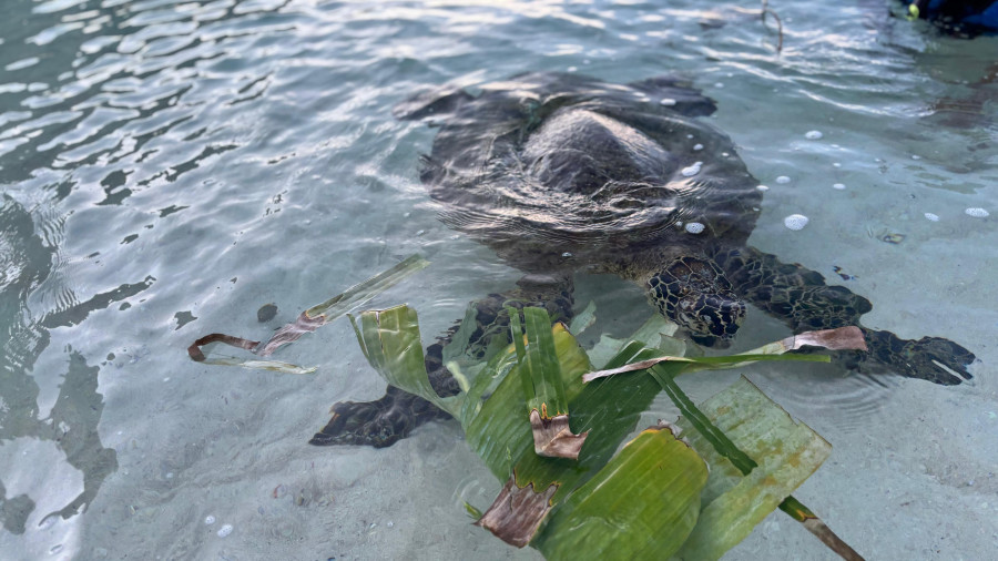 Penyu di Pulau Derawan. (Indri/Korankaltim).