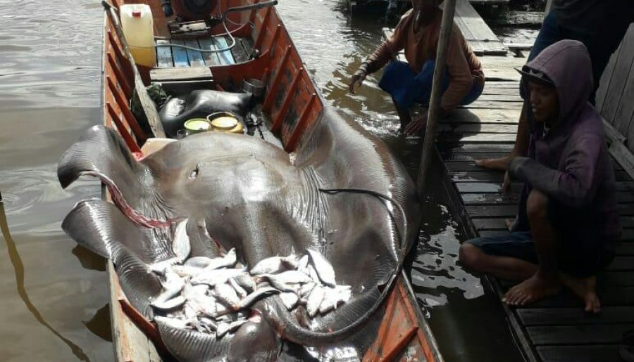 Ikan pari berukuran besar yang berhasil di tangkap nelayan di desa melintang (istimewa )