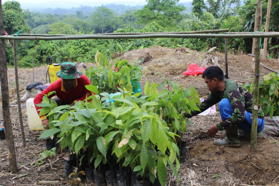 Bibit Kakao yang siap ditanam. (Foto: Humas Kodim)