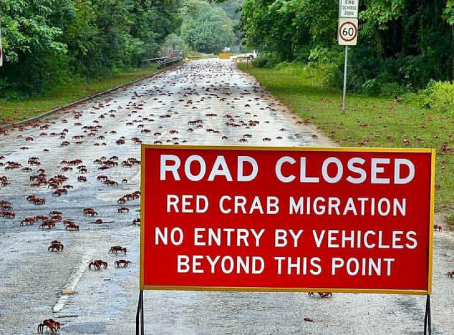 Penampakan jutaan kepiting merah yang bermigrasi hingga harus tutup jalan, di Pulau Natal Australia.(Instagram/@chritsmasisland)