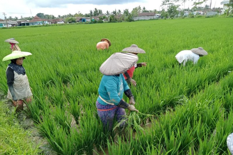 Ilustrasi pertanian. (Foto: Antara)