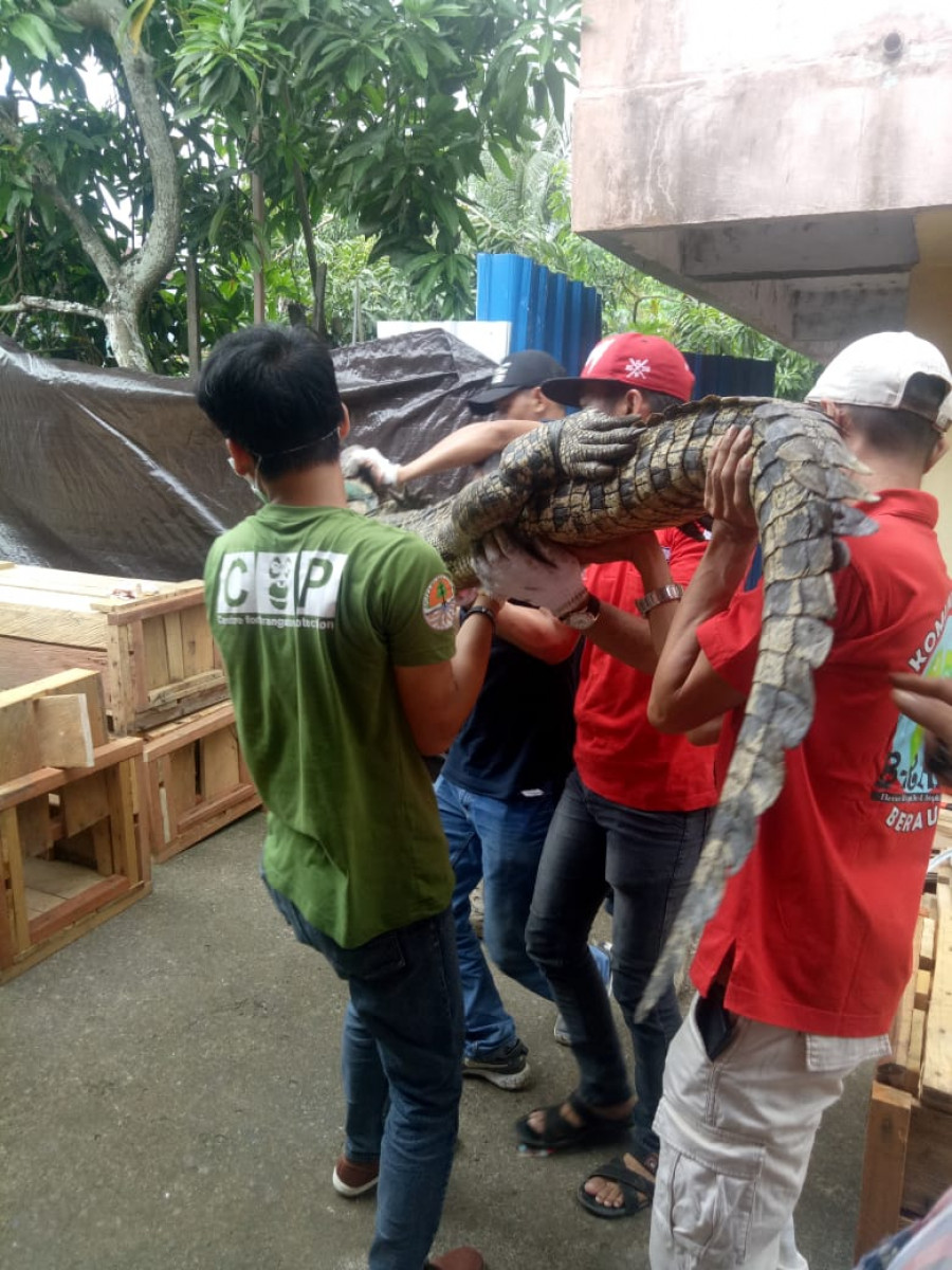 Suasana evakuasi yang dilakukan BKSDA . (Foto: indra