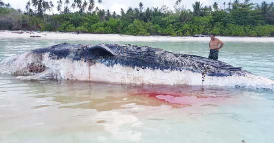 Bangkai Paus Orca yang Terdampar Di Pulau Maratua