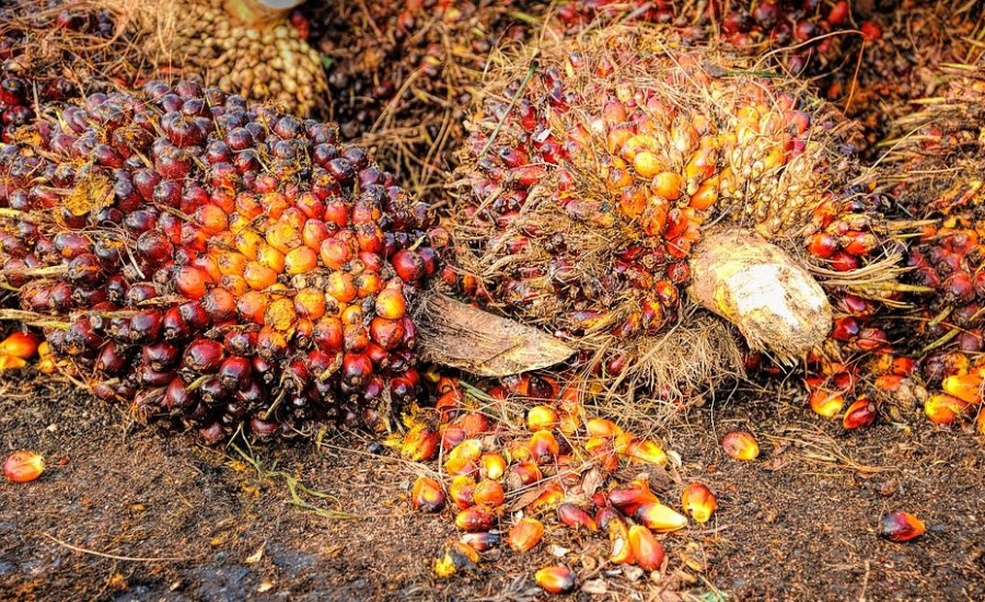 Harga TBS Kaltim pada periode 16-31 Oktober 2023 mengalami kenaikan, (ist)