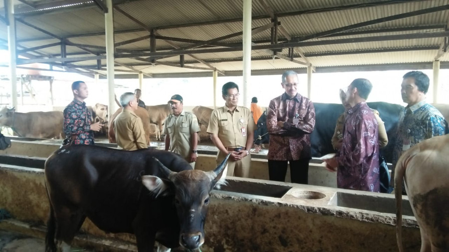 Deputi Gubernur BI saat meninjau Cluster Sapi BI Kaltim di Lempake Senin (24/09/2018) pagi.