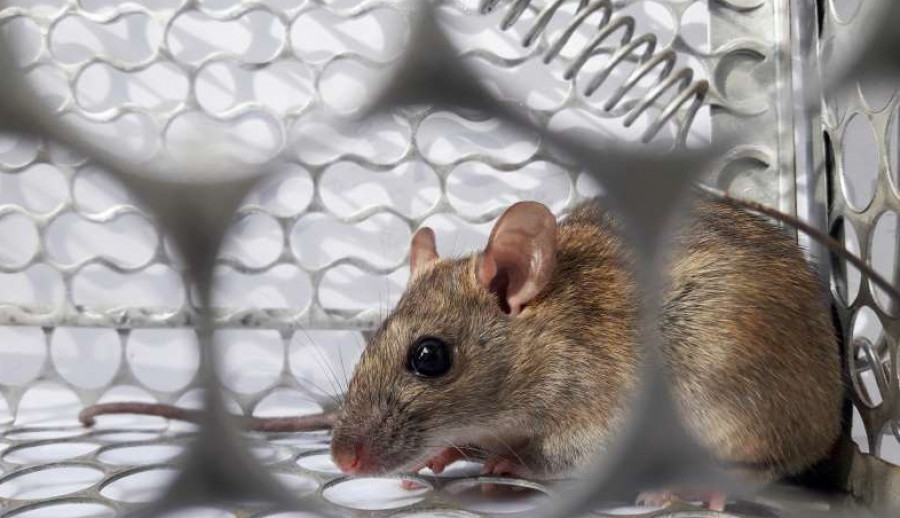Ilustrasi tikus ( Foto: Ist/MSNcom)