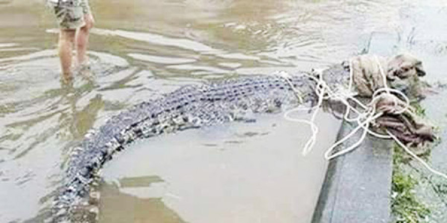 Buaya Mengadang Warga Korban Banjir di Bengalon
