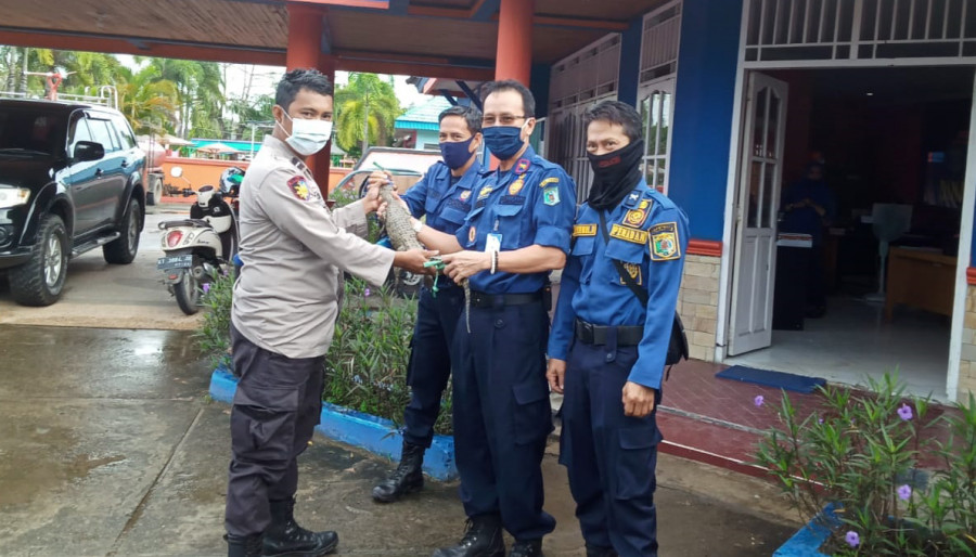 AIPDA Ipung Chandra saat menyerahkan anak Buaya yang ditemukan di area Asrama Kepolisian kepada pihak Pemadam Kebakaran. ( Foto : Dwi Cahyo / Korankaltim.com )