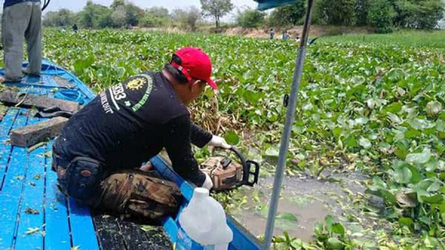 HAMBAT AKTIVITAS: Sungai Muara Kaman ditutupi eceng gondok. ( reza / kornakatlim )