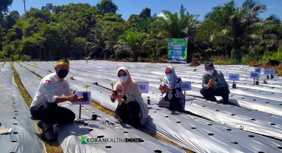 Bupati Berau Bersama Dinas Pertanian dan Dinas Pemberdayaan Masyarakat Kampung melakukan penanaman perdana demplot budidaya porang (Foto: Rama/KoranKaltim.com)