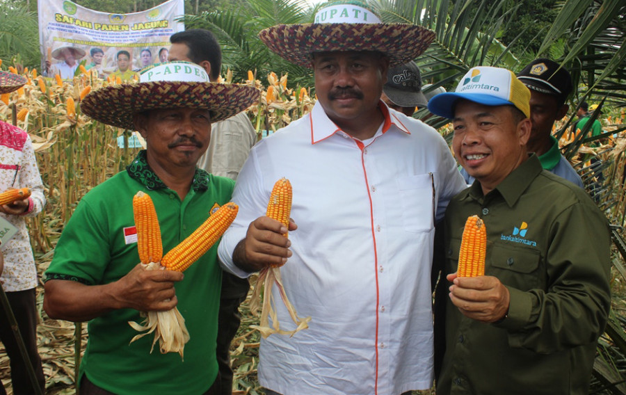 Bupati Kutai Kartanegara Edi Damansyah saat panen jagung beberapa waktu lalu. ( Foto: PROKOM)