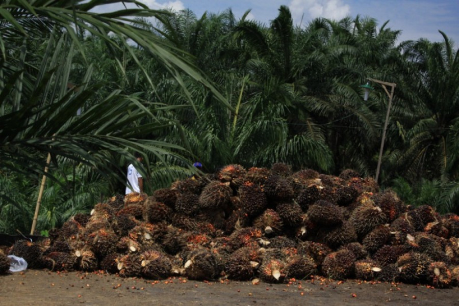 Tumpukan Tandan Buah Segar (TBS) Kelapa Sawit di Kaltim (Foto: Istimewa)