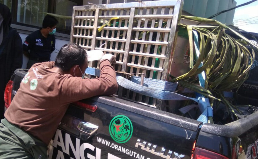 Petugas Yayasan BOS saat memberi minum Lito, salah satu orangutan berusia 26 tahun sebelum diberangkatkan ke Hutan Kehje Sewen, Kabupaten Kutai Timur untujk dilepasliarkan. ( Foto: adhiabdhian/korankaltim.com)