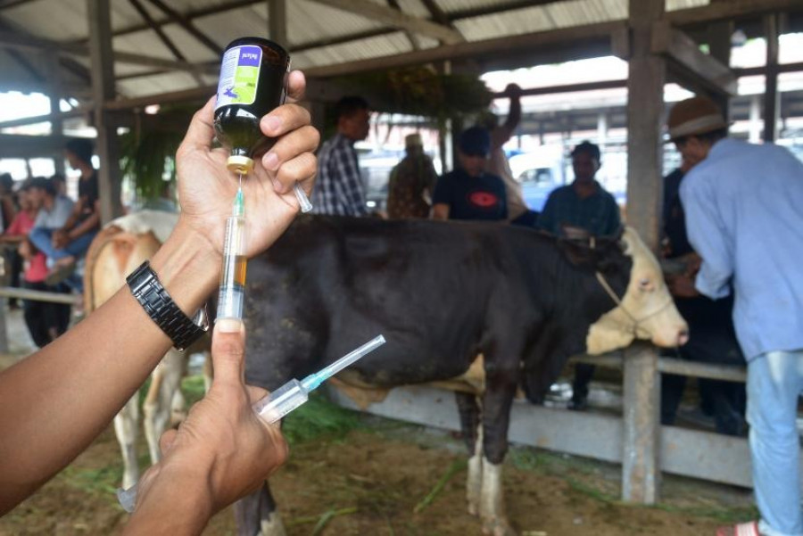 Masih beredar di daerah yang rawan PMK, vaksin untuk hewan ternak belum diperoleh Pemerintah Kabupaten Penajam Paser Utara. (ist)