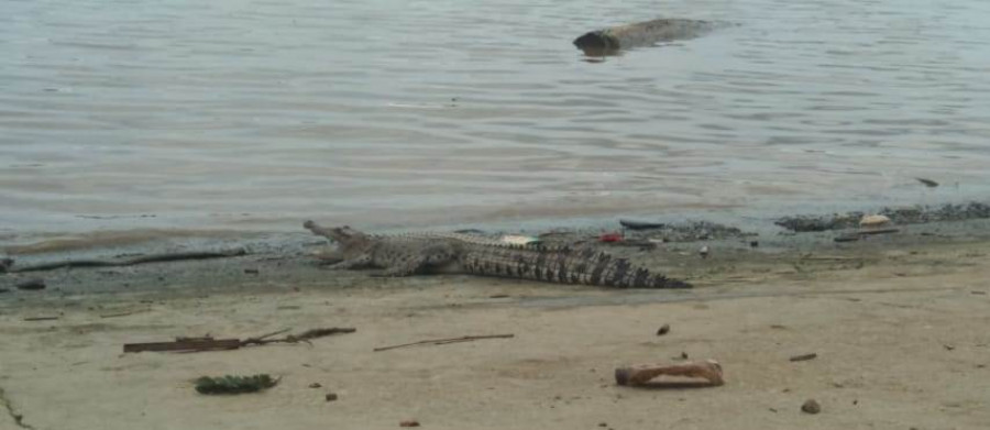 Penampakan seekor buaya di kawasan Jalan Slamet Riyadi Kelurahan Teluk Lerong Ulu Sungai Kunjang, tepatnya di tepi tepian Taman Islamic Selasa (20/10/2020) hari ini. (Foto:Istimewa)