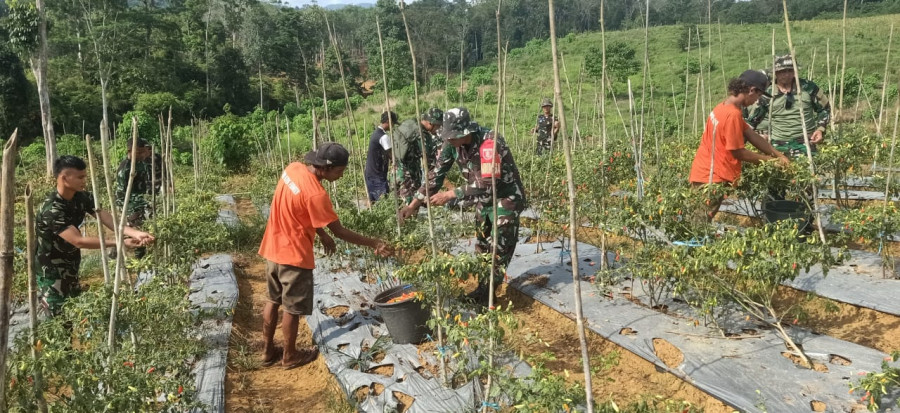 Satgas TMMD saat membantu petani melakukan panen Cabai. (Foto: Istimewa)