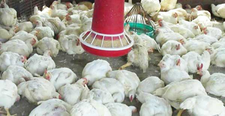 Ilustrasi ayam / foto : kabar28.com