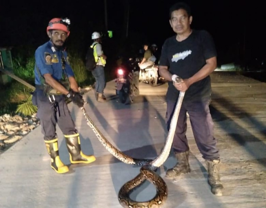 Sejumlah Petugas Damkar saat mengamankan Ular Piton dilingkungan warga Desa Tepian Batang. (Foto : Dwi Cahyo / Korankaltim.com)