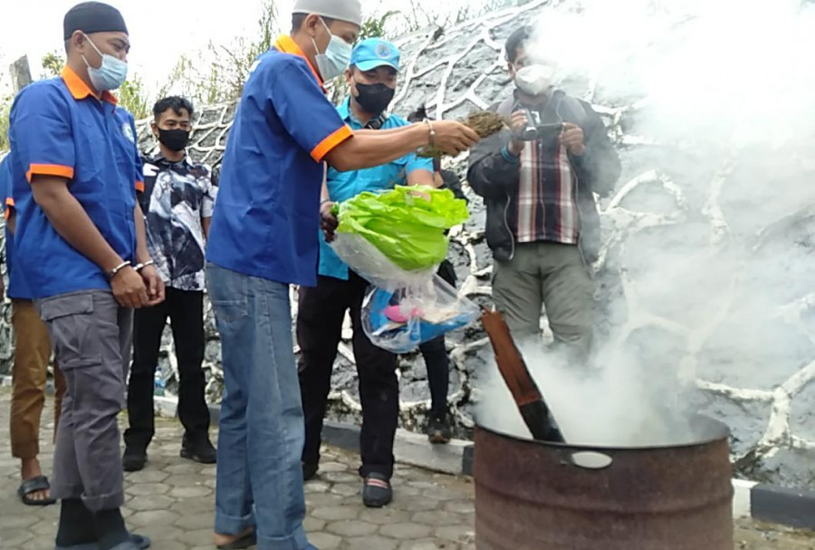 Jaringan ganja Balikpapan yang diamankan BNNK Balikpapan, saat pemusnahan di BNNP Kaltim Rabu (18/5/2022) kemarin.(Foto:Nancy/korankaltim.com)