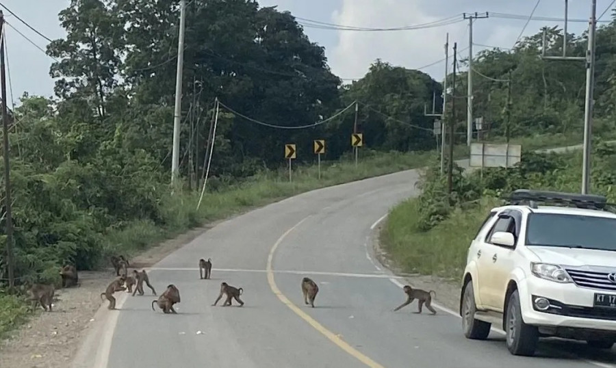 Monyet, hewan liar yang kerap berada di tepi jalan poros Sangatta-Benglon berharap mendapat makanan dari pengendara yang melintas. (Foto: Dokantaranews)