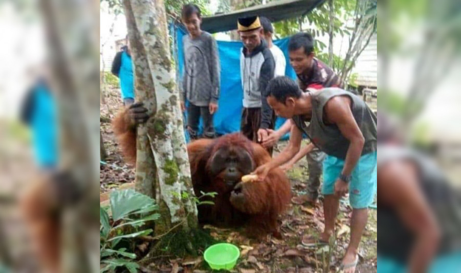 Orang Utan yang diberi makan warga Desa Lusan setelah masuk kampung karena diduga tersesat dan kelaparan Selasa (8/6/2021) siang tadi. (Foto: @deliiiisaainstagram)