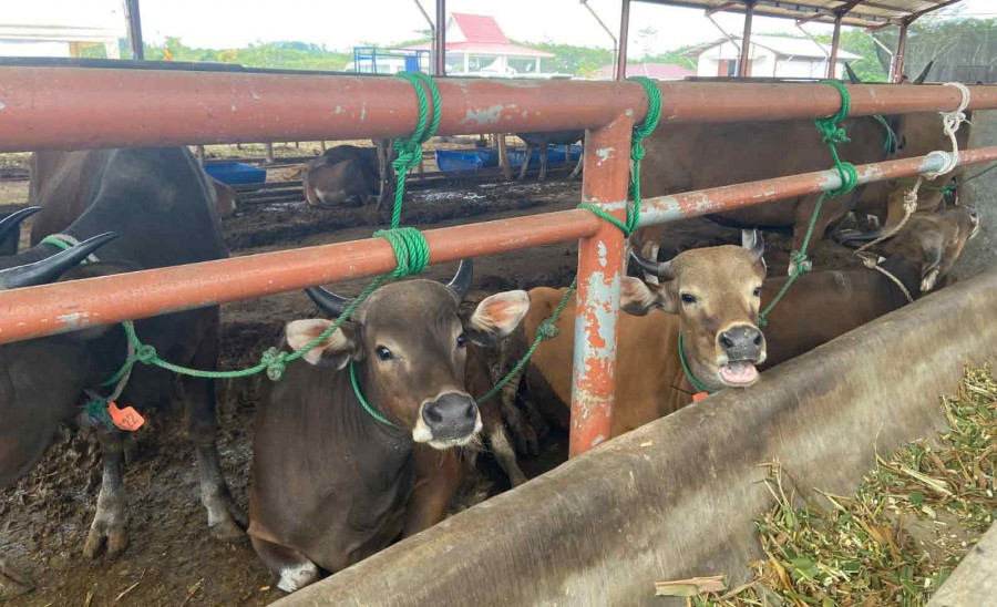 Salah satu pengembangan mini ranch di Kutai Kartanegara. ( Foto: Dok.Korankaltim)
