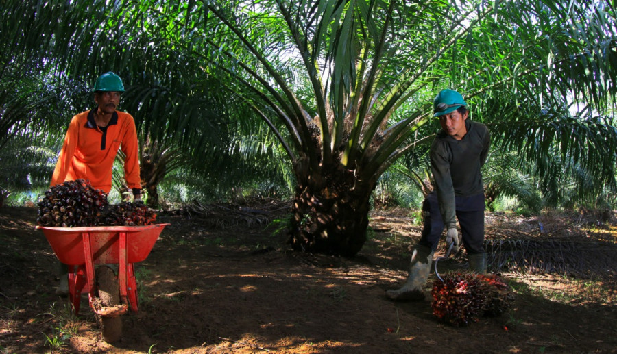 Petani sawit di Kaltim, sempat terdampak kebijakan pemerintah (pemprov.go.id)