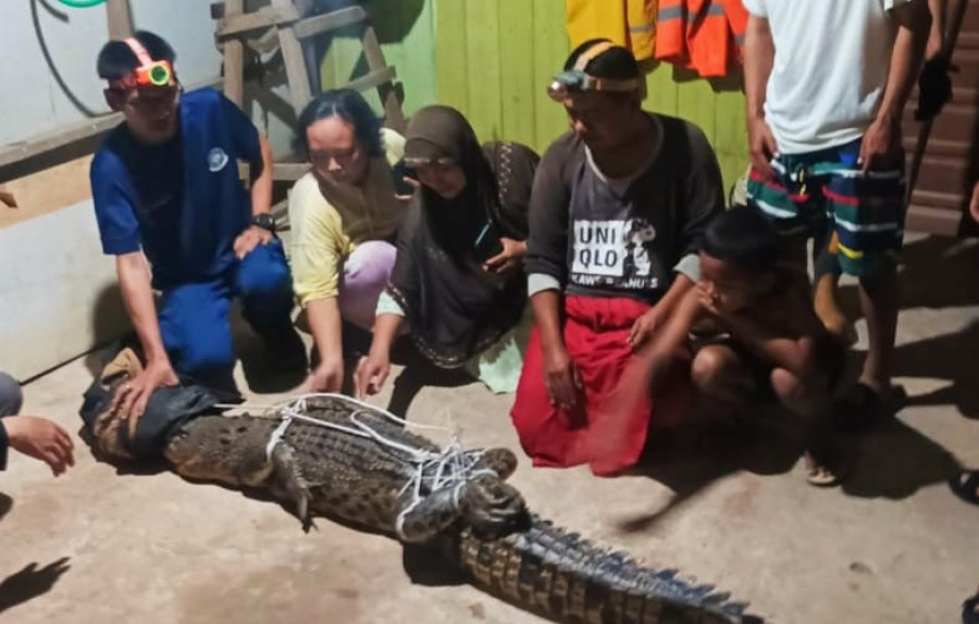 Proses evakuasi seekor buaya yang masuk di teras rumah warga di Gang Banjar, Kelurahan Teluk Lingga. (Foto: Istimewa)
