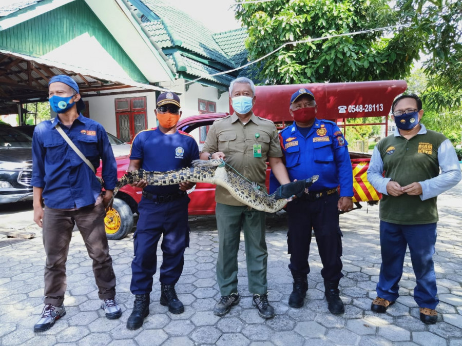 Tim biru Damkar Bontang saat mengevakuasi buaya sepanjang 1,7 meter yang nyasar ke rumah warga, Selasa (8/12/2020). (Foto: Damkar Bontang)