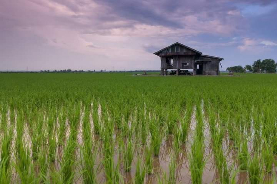 Ilustrasi lahan pertanian. (Foto: Istimewa)
