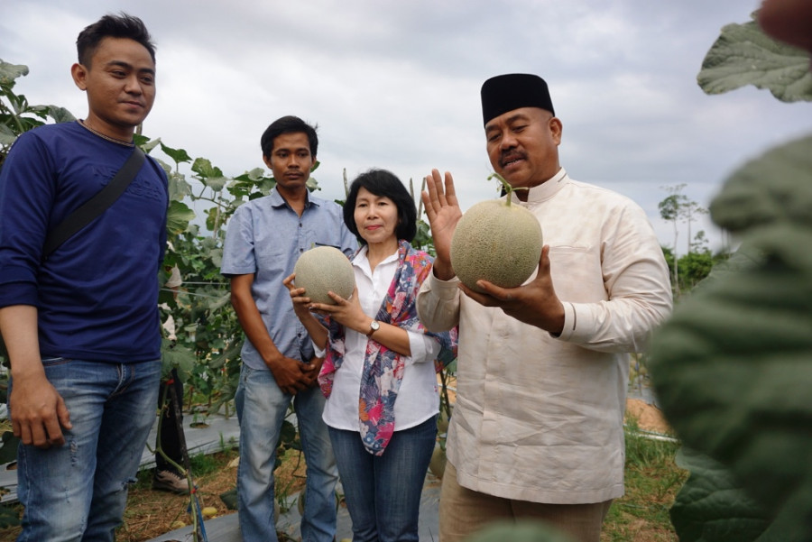 Bupati Edi panen melon hasil petani milenial Bendang Raya. (Foto: Prokom)