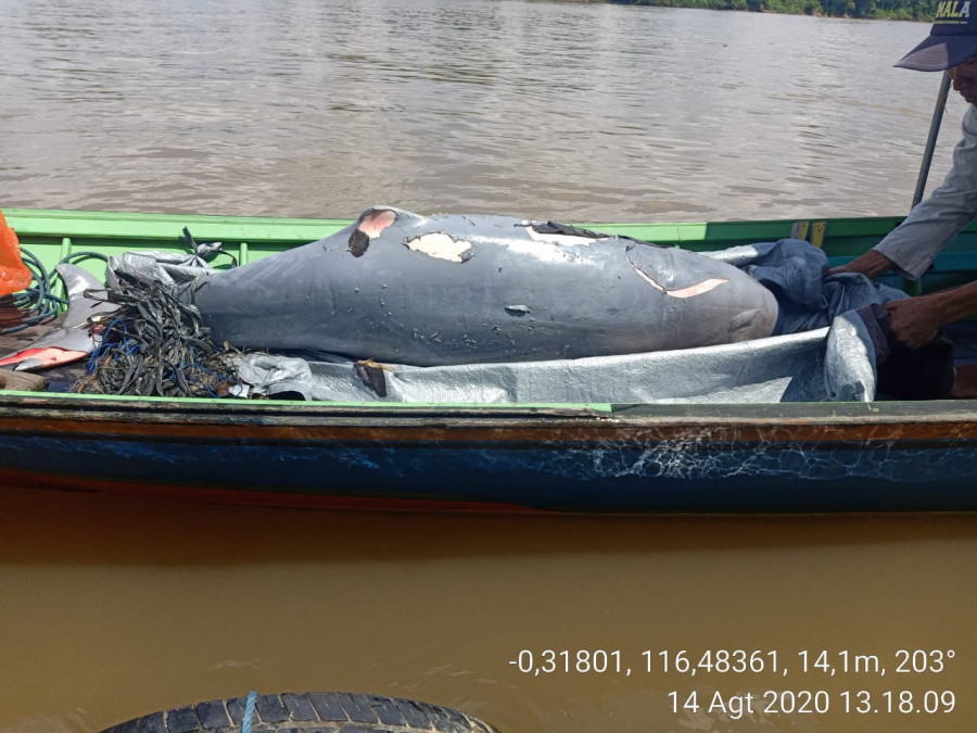 Bangkai pesut yang ditemukan di perairan sungai Mahakam, kawasan Muara Wis, Jumat (14/8/2020) siang. (Foto: Camat Muara Wis Arianto/Istimewa)