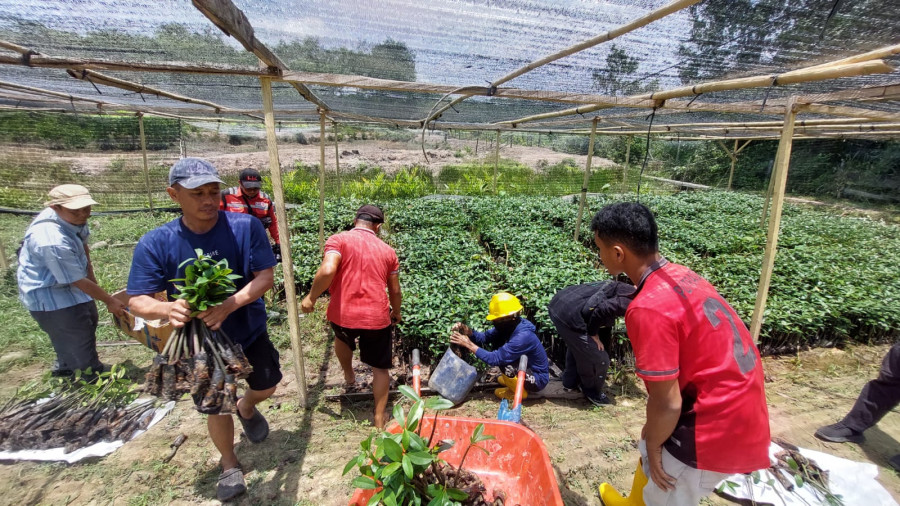 Bibit mangrove kelompok Budidaya Ikan (Pokdakan) Berkah Alam Lestari bakal ditanami diarea pembangunan Tol IKN Segmen 3A sebagai komitmen KSO Hutama-Adhi-Abipraya dalam mengedepankan aspek lingkungan pada setiap pembangunan, Kamis (14/3/2024). (David Purb