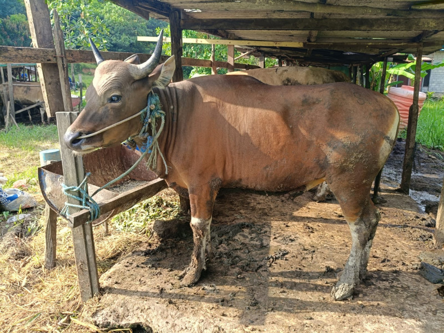 Sejumlah hewan kurban mulai terpantau di sejumlah titik di Balikpapan. (Foto: La Eko/Korankaltim.com)