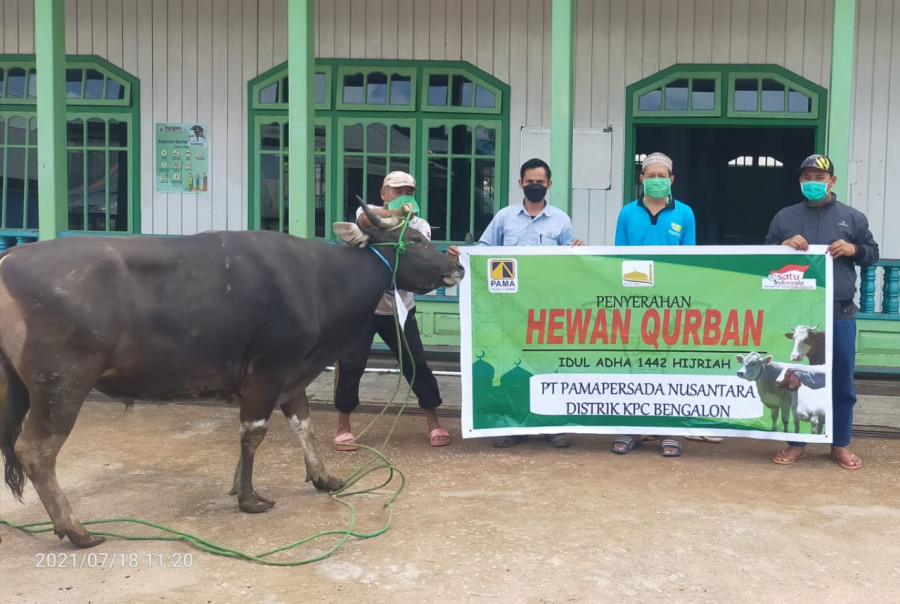Penyaluran Hewan Kurban PT. Pamapersada Nusantara distrik Bengalon (PAMA KPCB). (Foto: Istimewa)