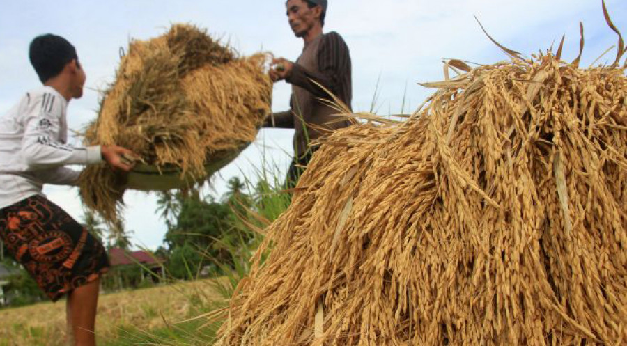 Panen Padi ( foto: Mediaindonesia.com)