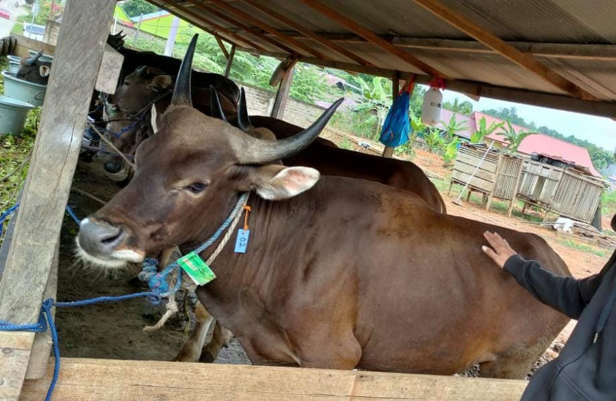 Sapi yang sudah berpeneng atau dilabeli layak untuk qurban (foto: Reza Fahlevi/korankaltim.com)