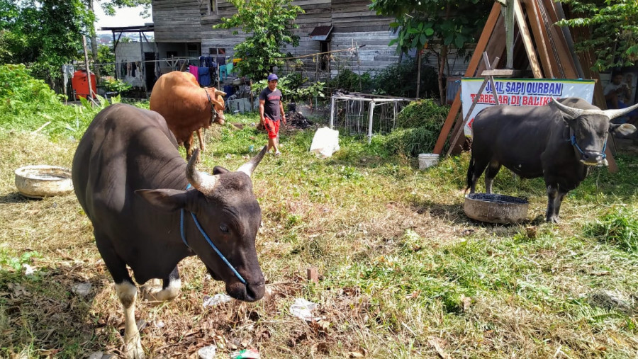 Perdagangan hewan kurban untuk Hari Raya Iduladha tahun ini diprediksi turun karena pandemi Covid-19. (Foto: Hendra/KoranKaltim.Com)