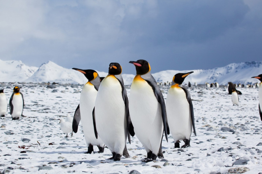 Penguin (Foto: oceanwidecom)