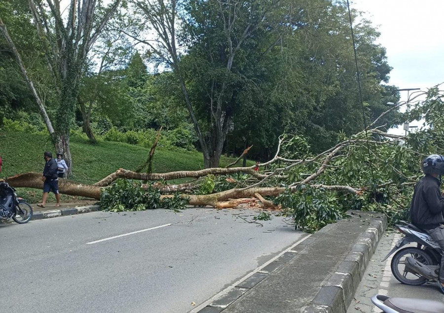 Pohon tumbang di Jalan Cipto Mangunkusumo, Bontang. (Istimewa)