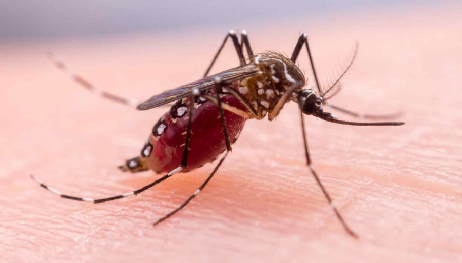 Selama 11 Bulan, Penyakit Malaria di PPU Tembus 1.085 Kasus, Menurun Dibanding Tahun 2021