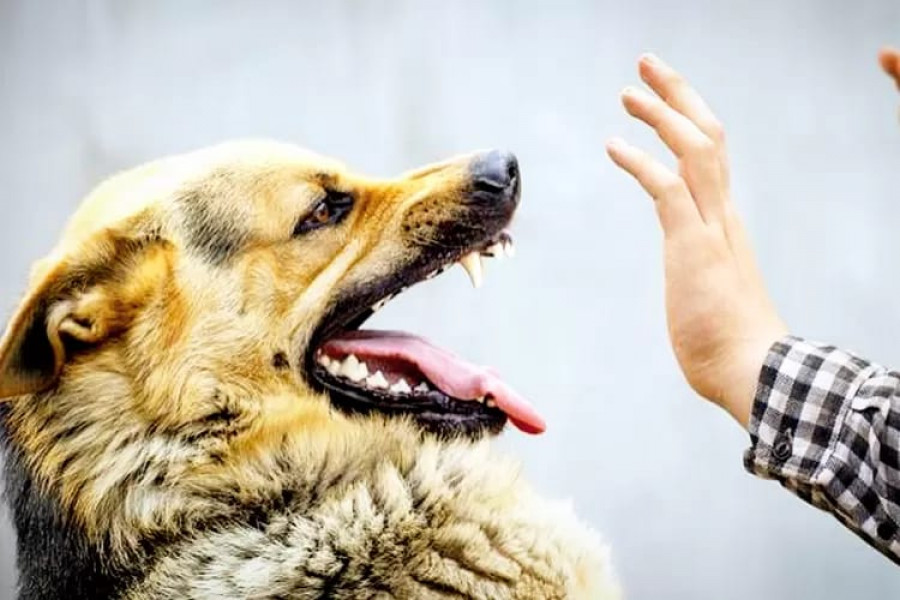 Ilustrasi hewan peliharaan yang bisa menularkan penyakit rabies. (Foto: nntexpress)